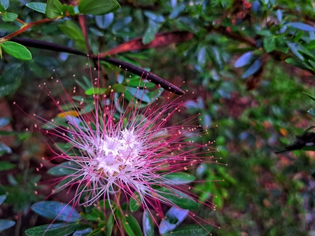 bobinsana flower and leaves