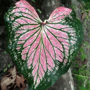 Leaf of Amazonian plant at Caya Shobo