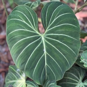Leaf of Amazonian plant