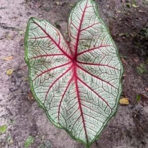 Leaf of Amazonian plant medicine - Corazon de Jesus