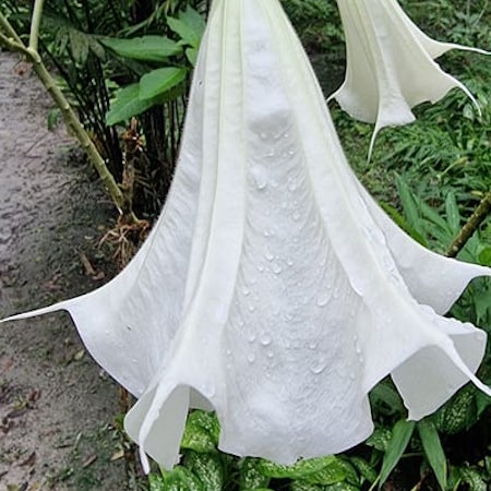 Toe flower used by only very advanced shamans in the Shipibo tradition