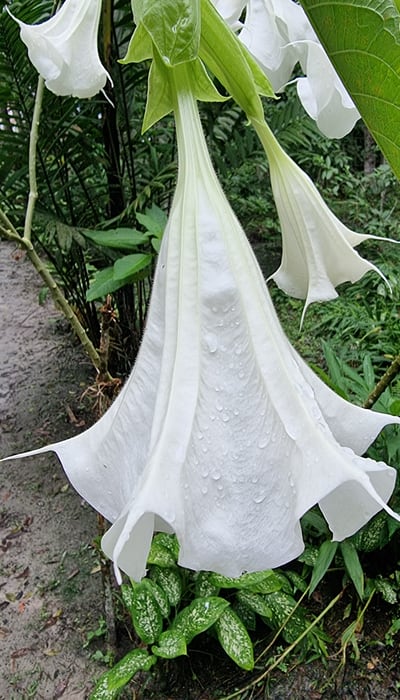 Toe flower used by only very advanced shamans in the Shipibo tradition