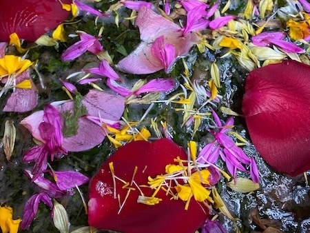 Shipibo energy cleansing flower bath with aromatic plant medicines