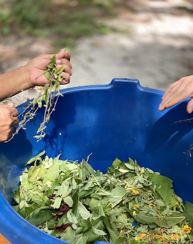 Shipibo plant medicine flower bath being made at Caya Shobo ayahuasca healing center, iquitos, peru