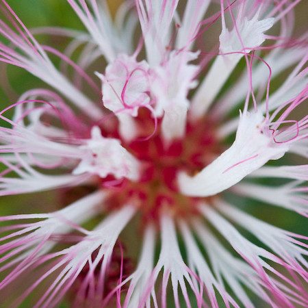 Close-up of flower of Bobinsana Shipibo Master Plant at Caya Shobo Healing Center